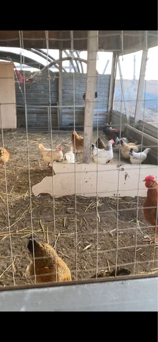 Инкубацонный жұмыртқа