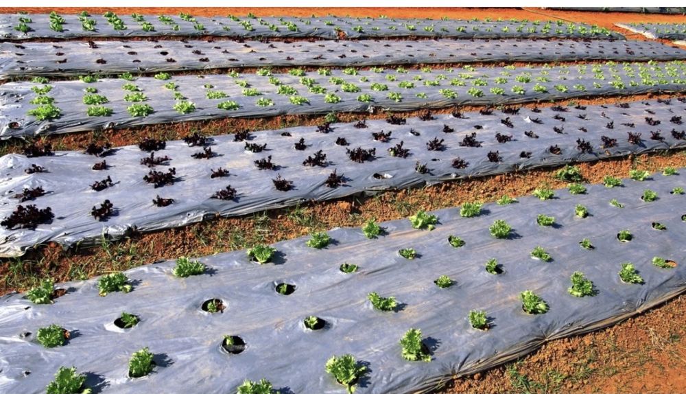 Плёнка для мульчирования (бахчевая)/ арбузная плёнка