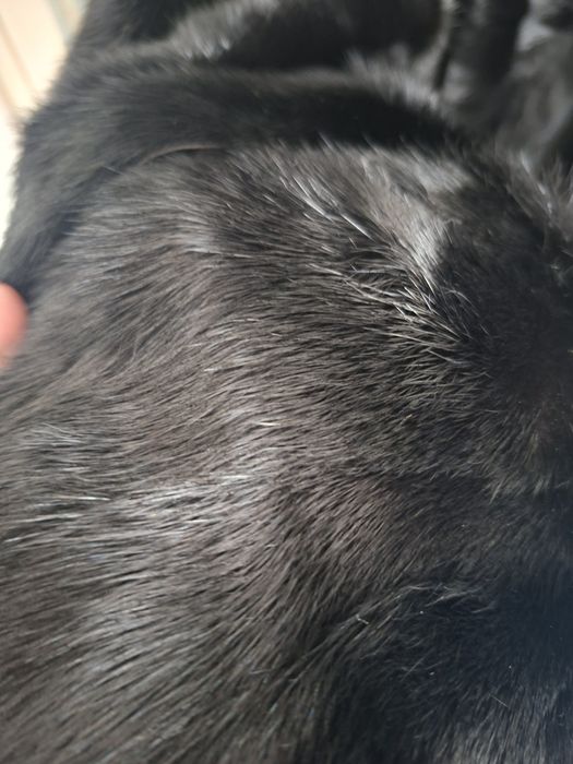 Шуба норка трансформер