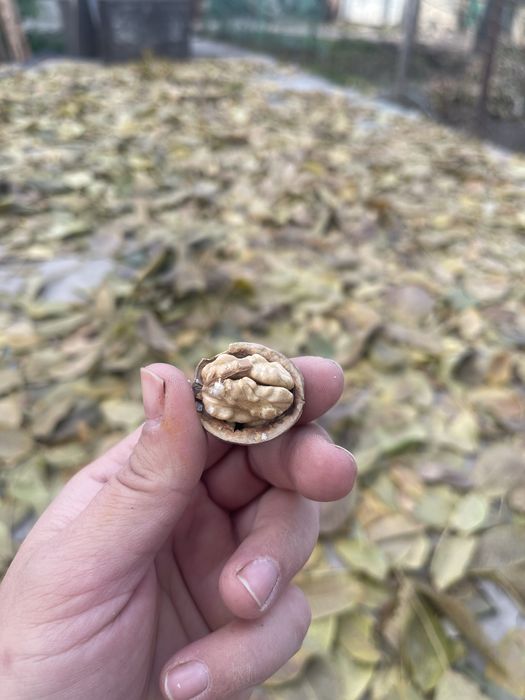 продам грецкие орехи