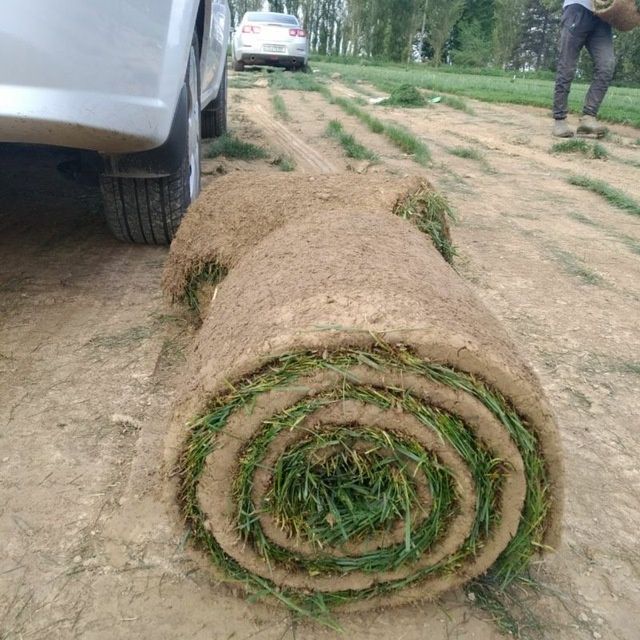 Газон рулонный и семена оптом.Цена за рулон*