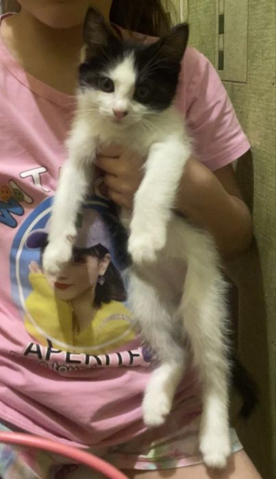 Котенок мальчик приучен к лотку
