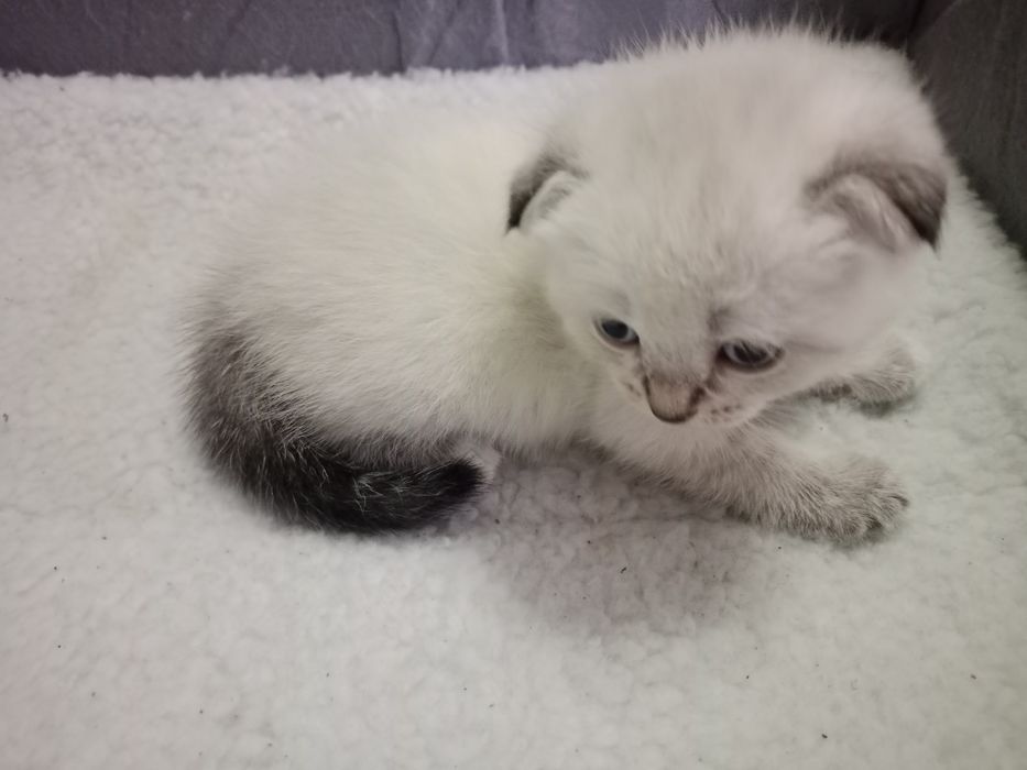 Продам котят скоттиш фолд