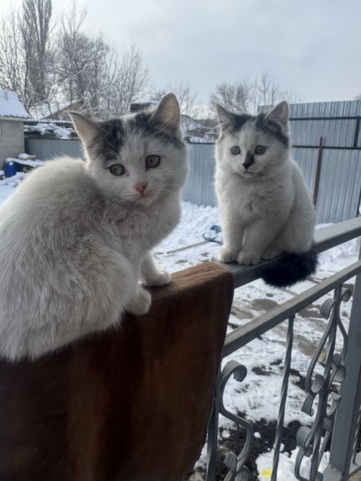 Мощные пушистики Классные котятки