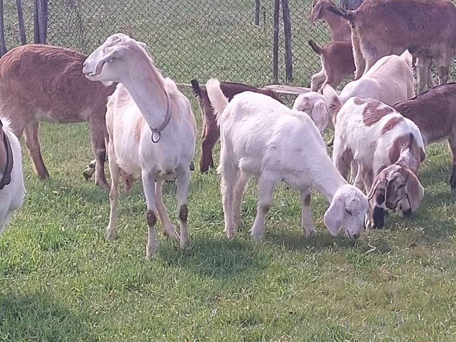 Vând ieduțe metis anglo nubian