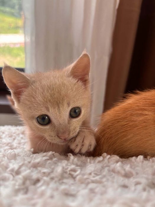 Коте Санди търси дом