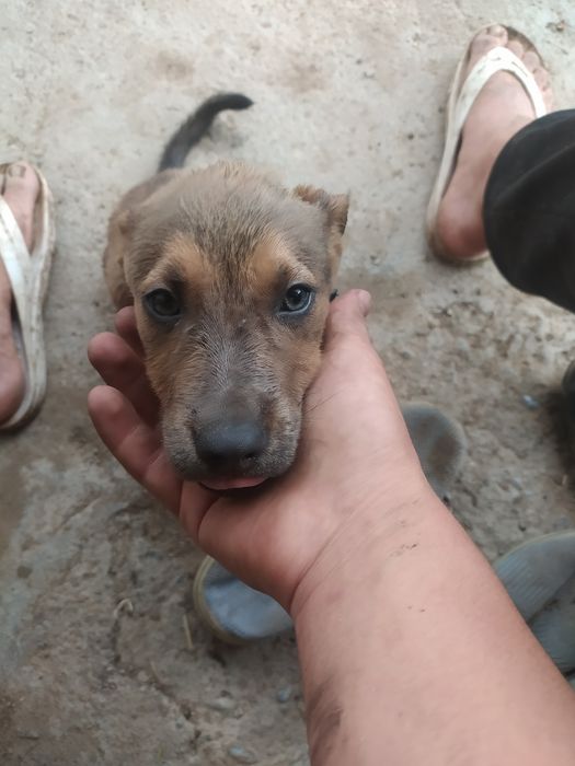 Собака очень умная