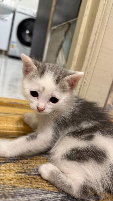 Отдам котят в добрые руки