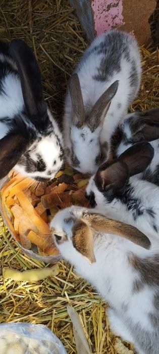 Кроликки и его детишки.