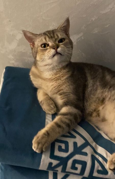 Отдам в хорошие руки