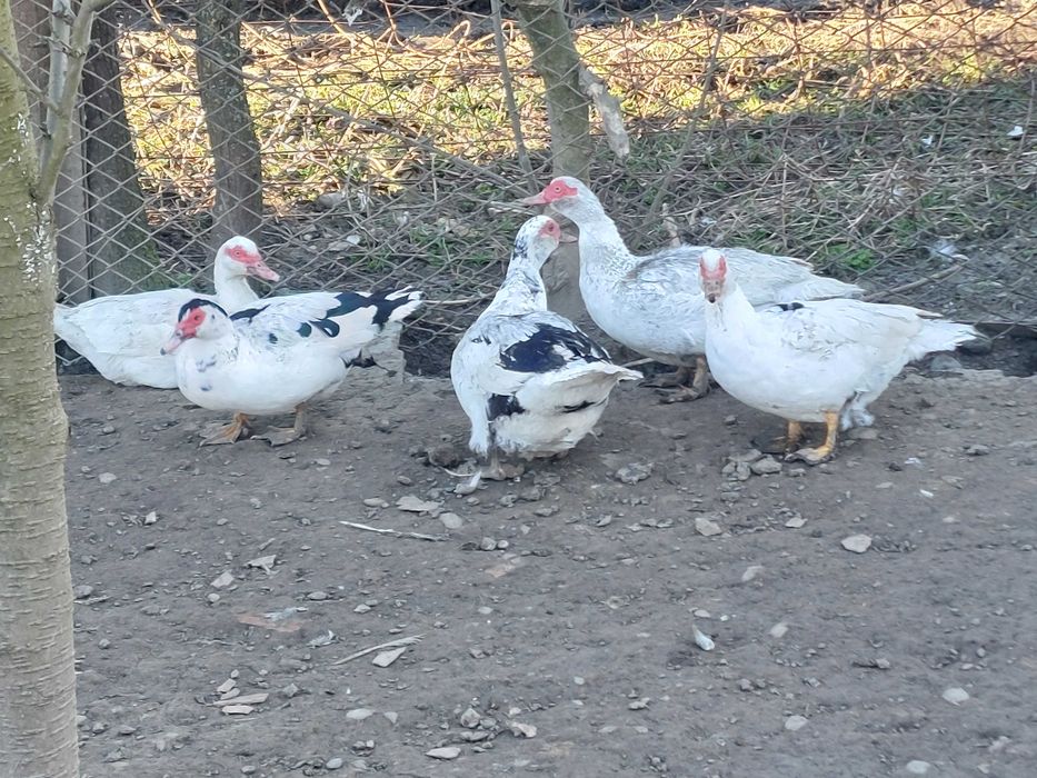 Vand gâște africane, rate Rouen salbatic, rate mute lesesti, cocos GSG