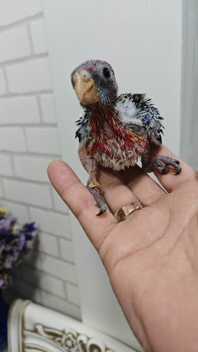 Продаётся птенец, попугая Красной Разеллы,