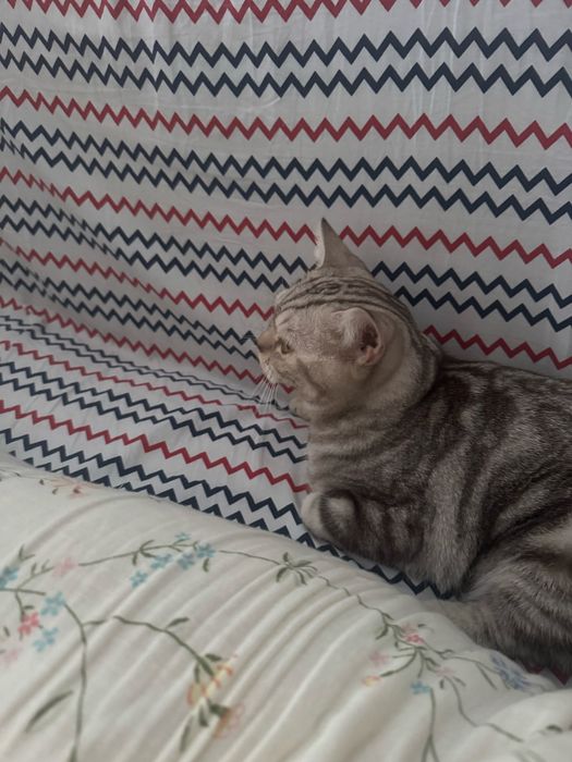 Британский кошка