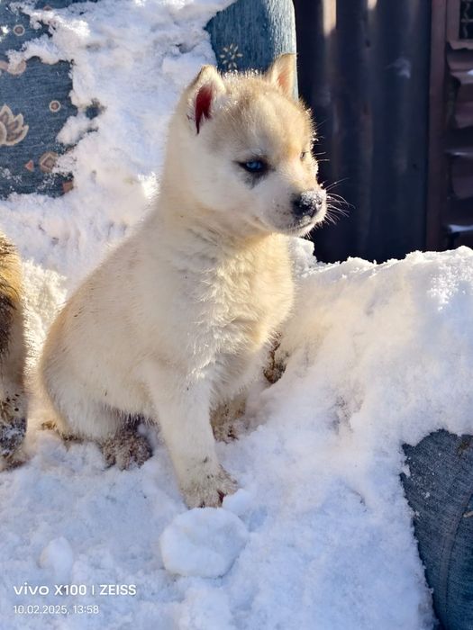 Очаровательные щенки хаски.