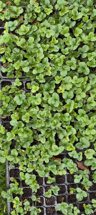 Stoloni de capsuni și puieți albiția