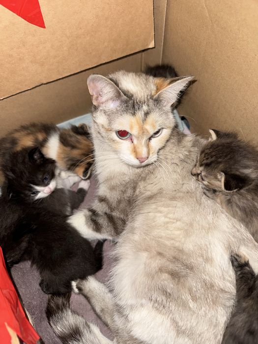 Котята в добрые руки