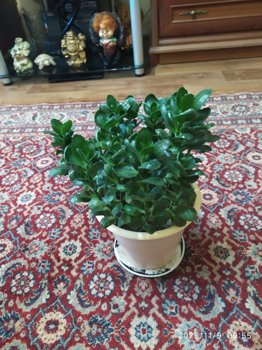 . Каланхоэ.   Очень красивые листья и цветы.