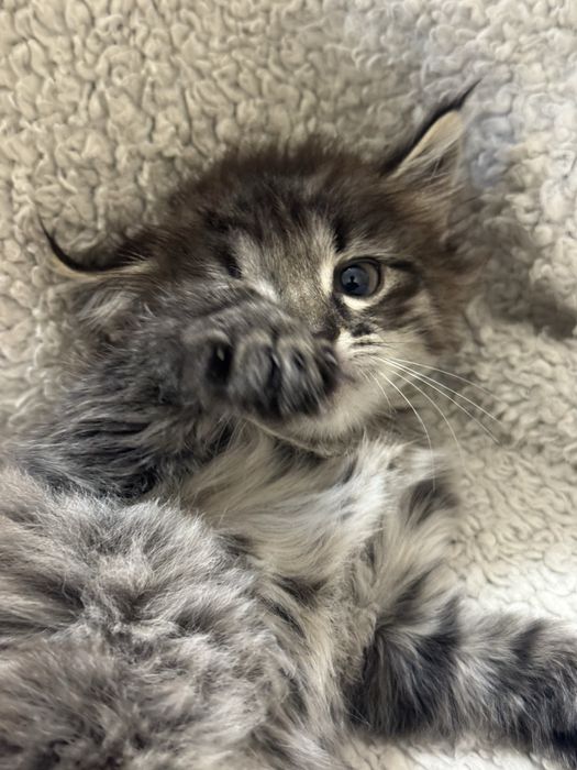 Котенок 4 месяцов