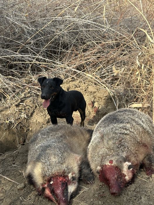 Ягдтерьер , только ВЯЗКА!!!