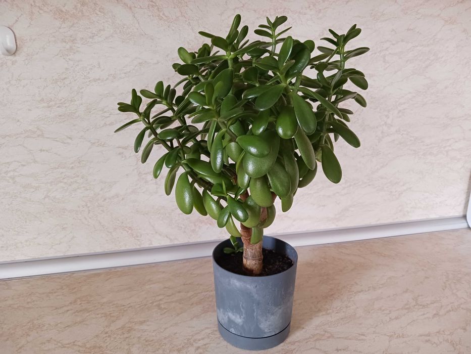 Дърво на живота - Красула - Дърво на парите