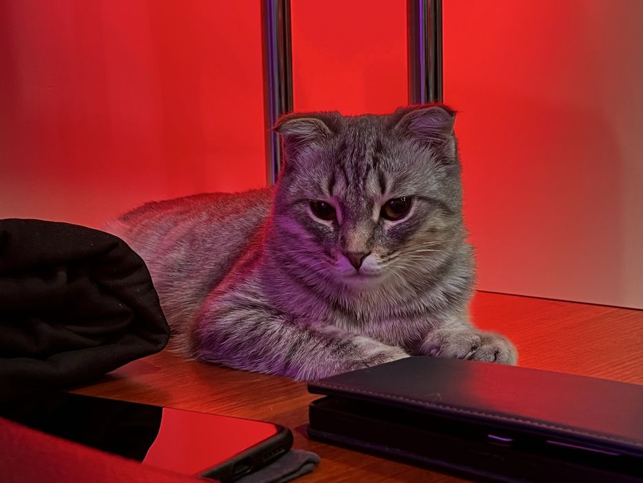 отдам котенка девочку