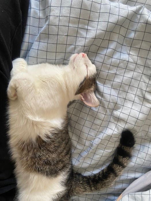 Motanelul Koda cauta parinti adoptivi