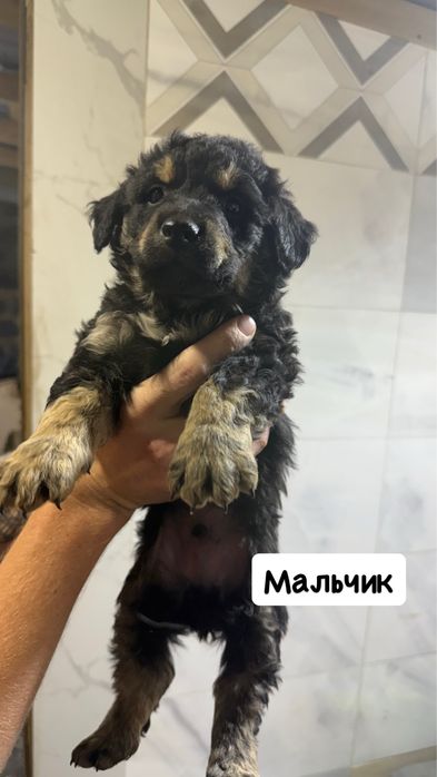 Отдам даром щенков