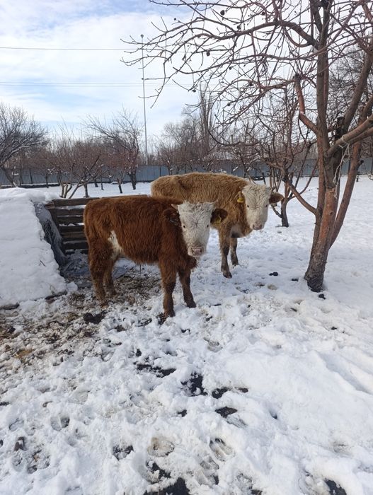 Продам бычки.подсос