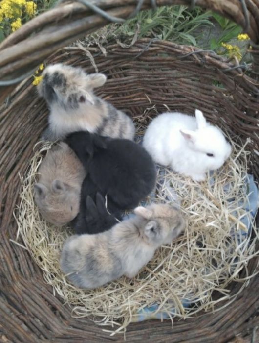 Декоративные кролики