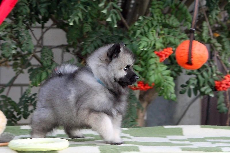 Эксклюзивные щенки Кеесхонда (ВольфШпица)