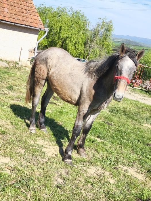 Vând o mânză și un mânz