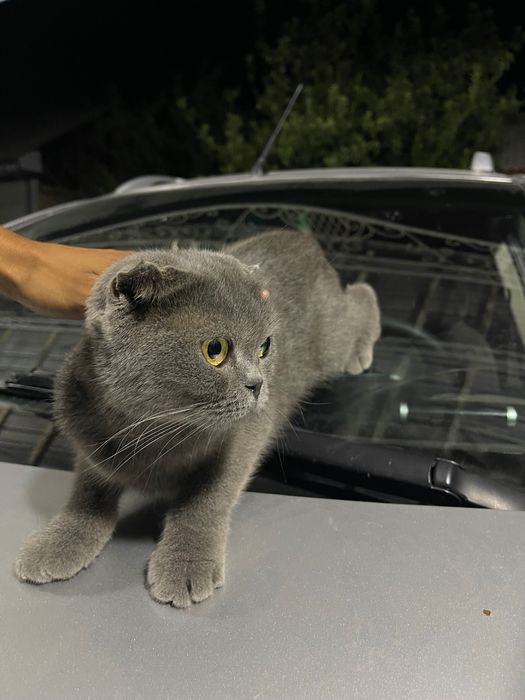 toza zotli scottish fold mushugi