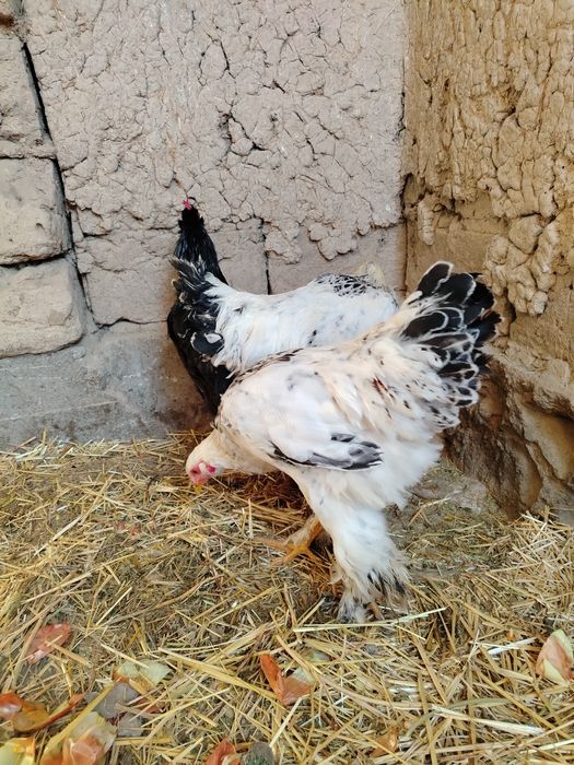 Bramma xo'rozla sotiladi