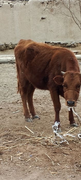 Семиз кашар бар саиылатын