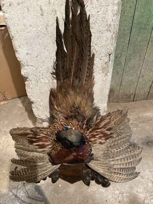 Продавам препариран фазан