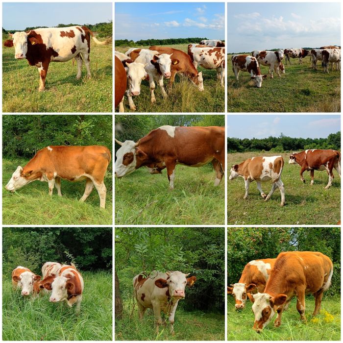FERMĂ DE BOVINE | Vaci • Junici • Vițele • Viței înțărcați • Tauri | Bălțată Românească – Simmental