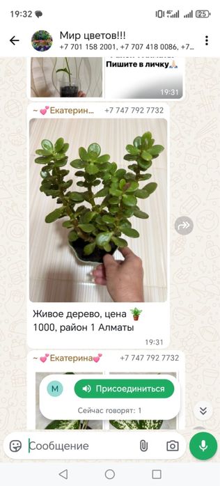 Продам домашние кактусы