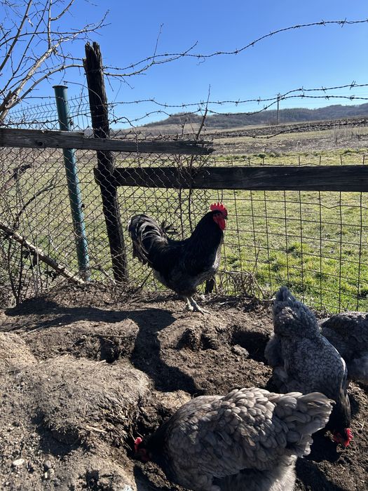 Vând cocosi Jersey Giant albastru