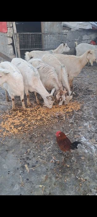 De vânzare sau schimb 8 capre gestante depuse de fătare