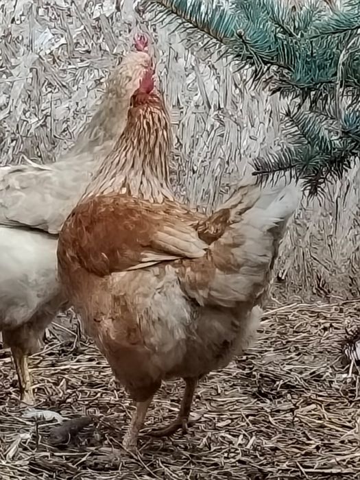 Куры несушки. Несуд даже зимой