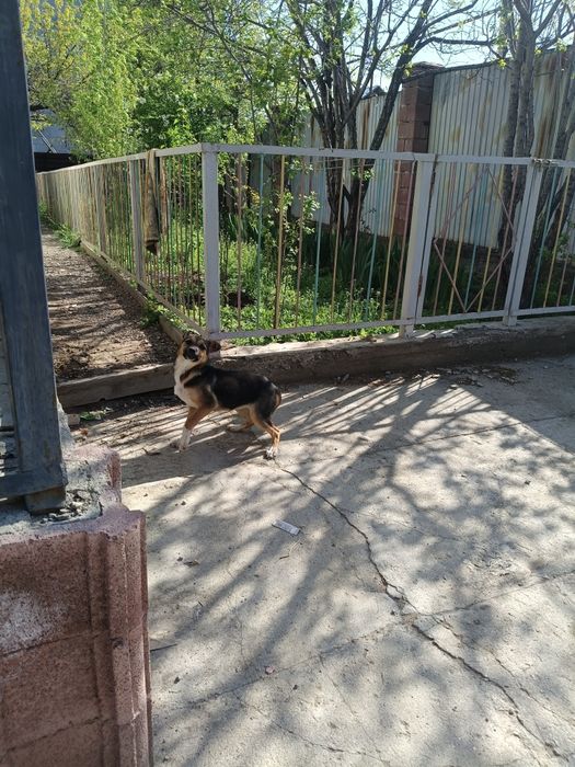 Отдам хорошие руки щенок девочка