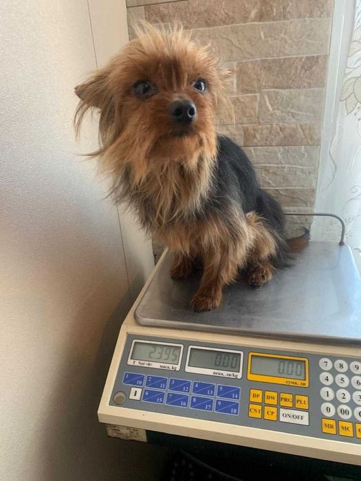 продавам мъжки йоркшир териери