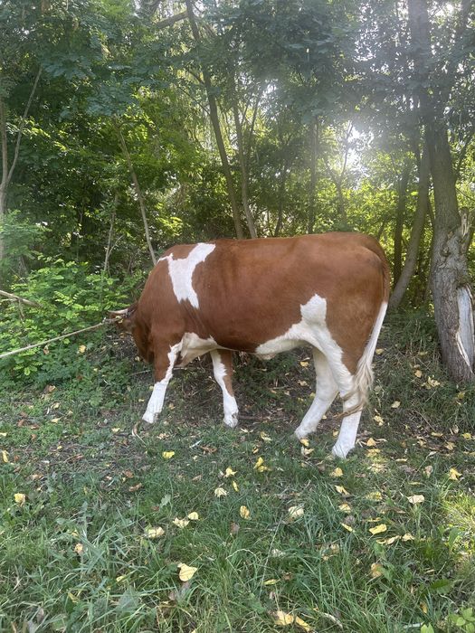 Junică gestantă