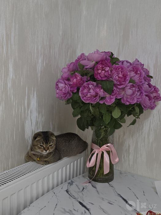 Scottish fold sotiladiiii