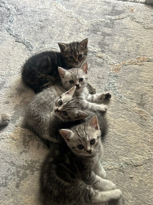 Продам котят цена 15000