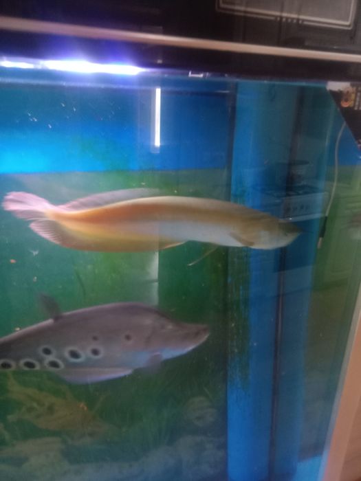 Продам рыбу аровану