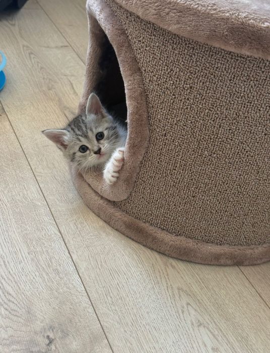 Котята скоттиш страйт