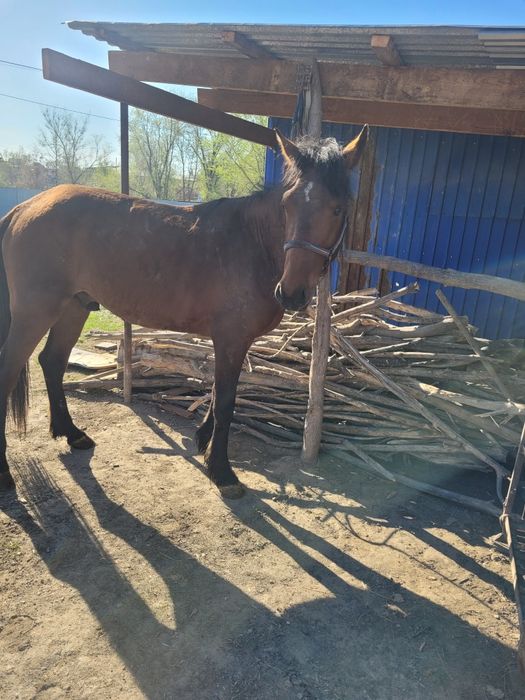 Донен айгыр жорга.