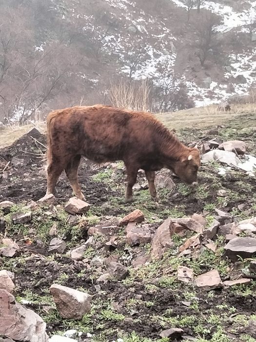 Продажи бычка около года