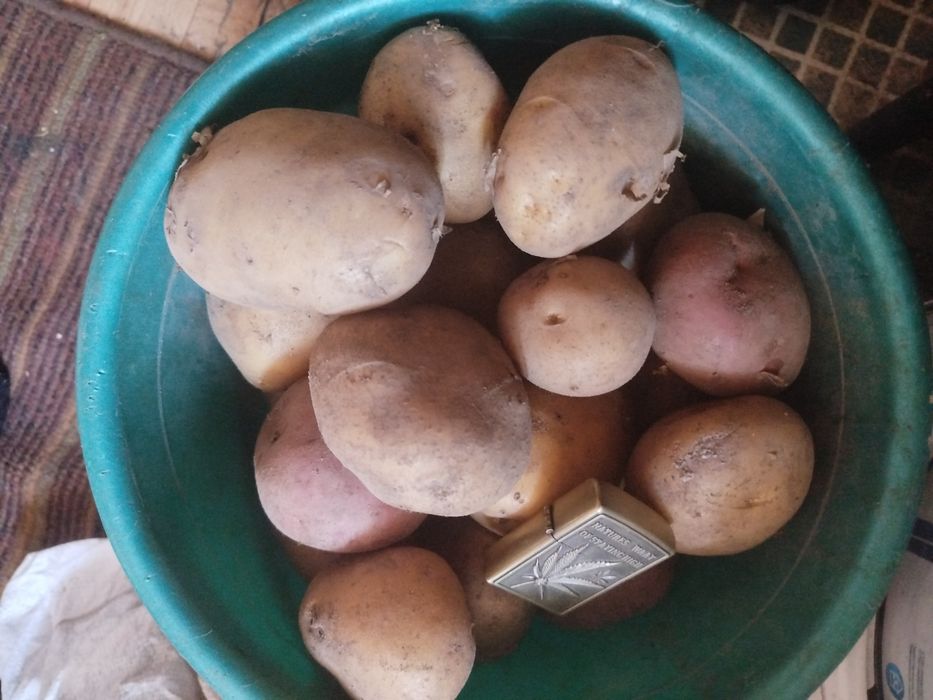 Продается домашний картофель